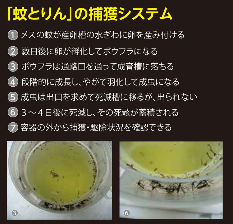 蚊とりん (5個以上で送料無料 ジカ熱 デング熱 チクングニア熱対策 ボウフラ駆除)SDGs 電源不要・薬剤不要で環境にやさしい