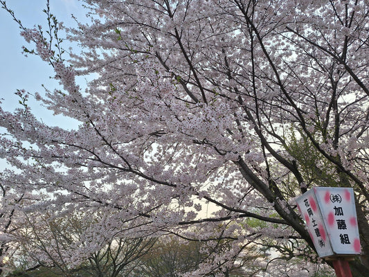 桂城公園のお花見に出かけてきました